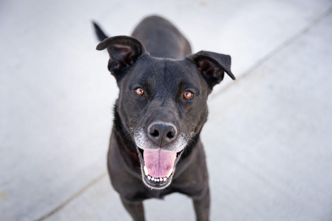 Enlarge Greenfall IN TRAINING AT LOCAL PRISON DOG TRAINING PROGRAM, a ADOPTABLE mixed breed in Othello, WA image 1/2