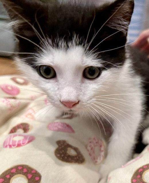Enlarge Horatio 3.12.26, a Adoptable Domestic Short Hair in Apopka, FL image 1/1