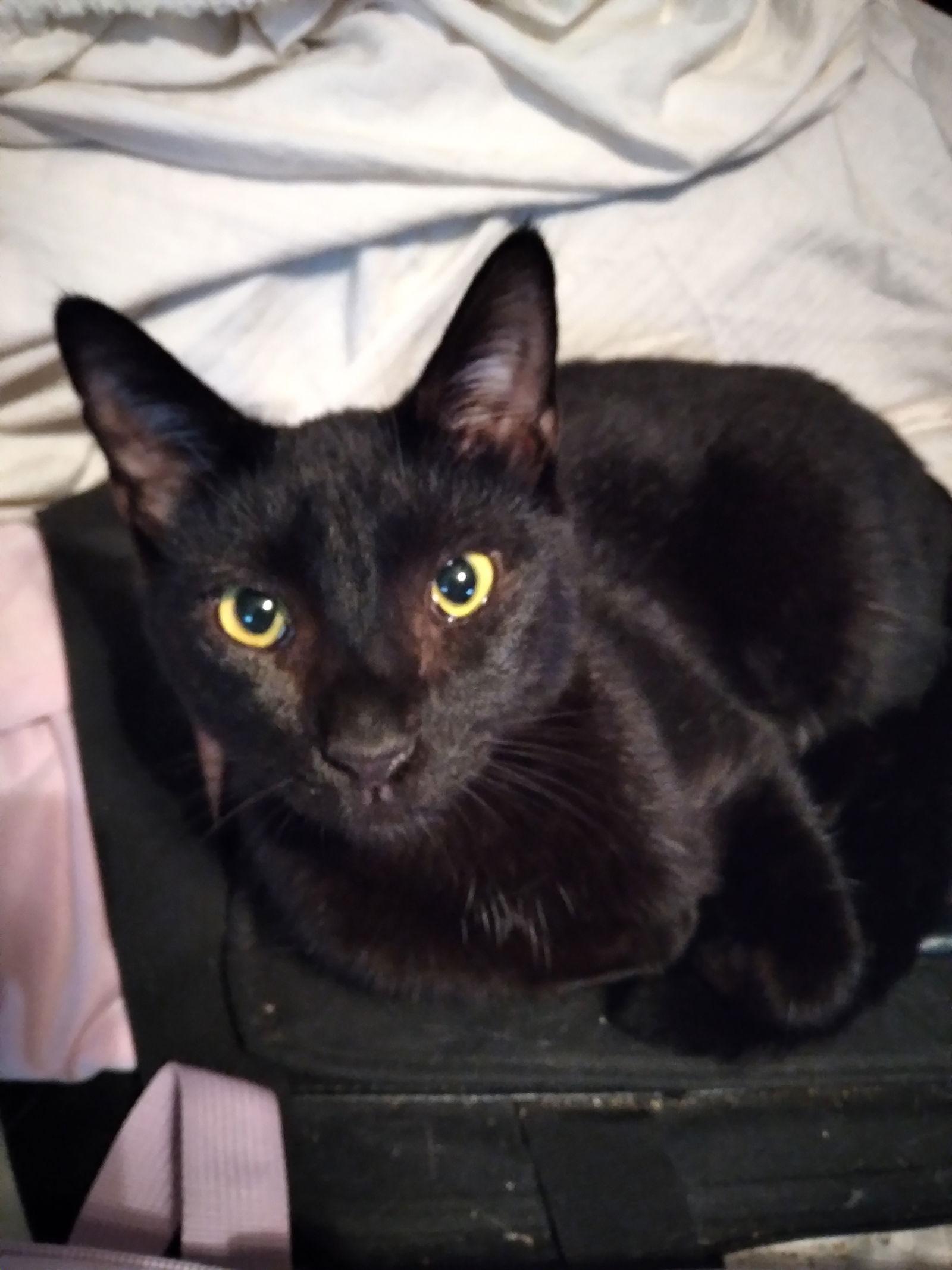 Percy, a Adopted Domestic Short Hair in McKinney, TX image 1/2