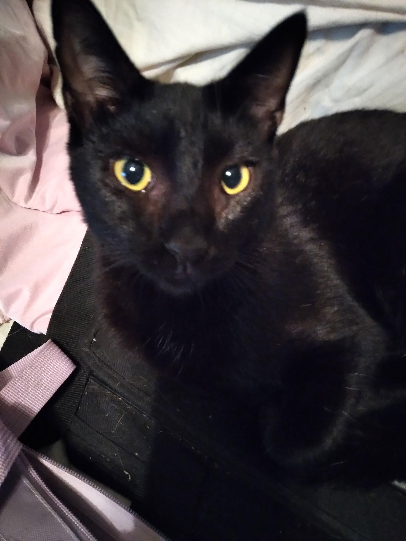 Percy, a Adopted Domestic Short Hair in McKinney, TX image 2/2