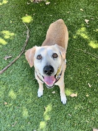 S/C Justin, Adoptable, Senior Male Mixed Breed & Mixed Breed.
