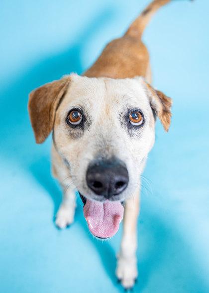 S/C Justin, Adoptable, Senior Male Mixed Breed & Mixed Breed.