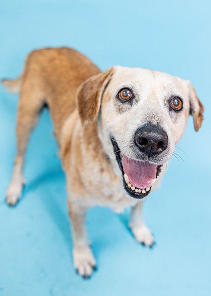 Enlarge S/C Justin, a Adoptable mixed breed in North Miami Beach, FL image 2/3