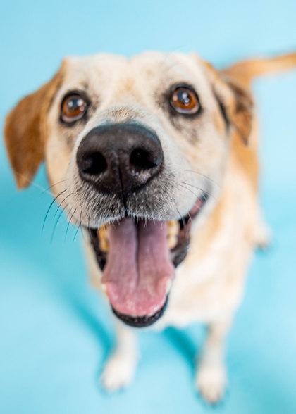 Enlarge S/C Justin, a Adoptable mixed breed in North Miami Beach, FL image 2/3