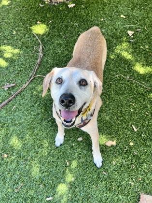 Enlarge S/C Justin, a Adoptable mixed breed in North Miami Beach, FL image 3/3