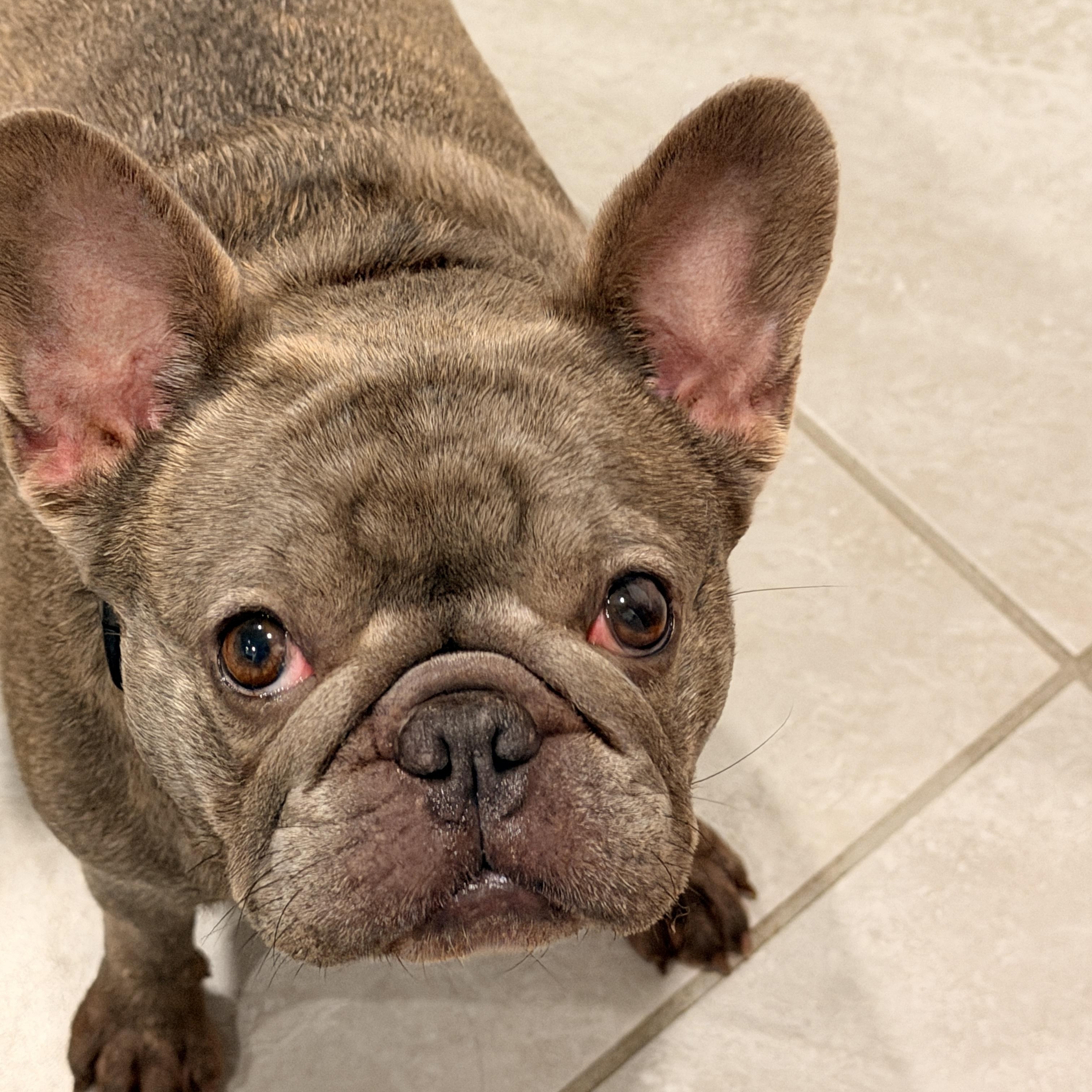 Athena, Adoptable, Young Female English Bulldog.