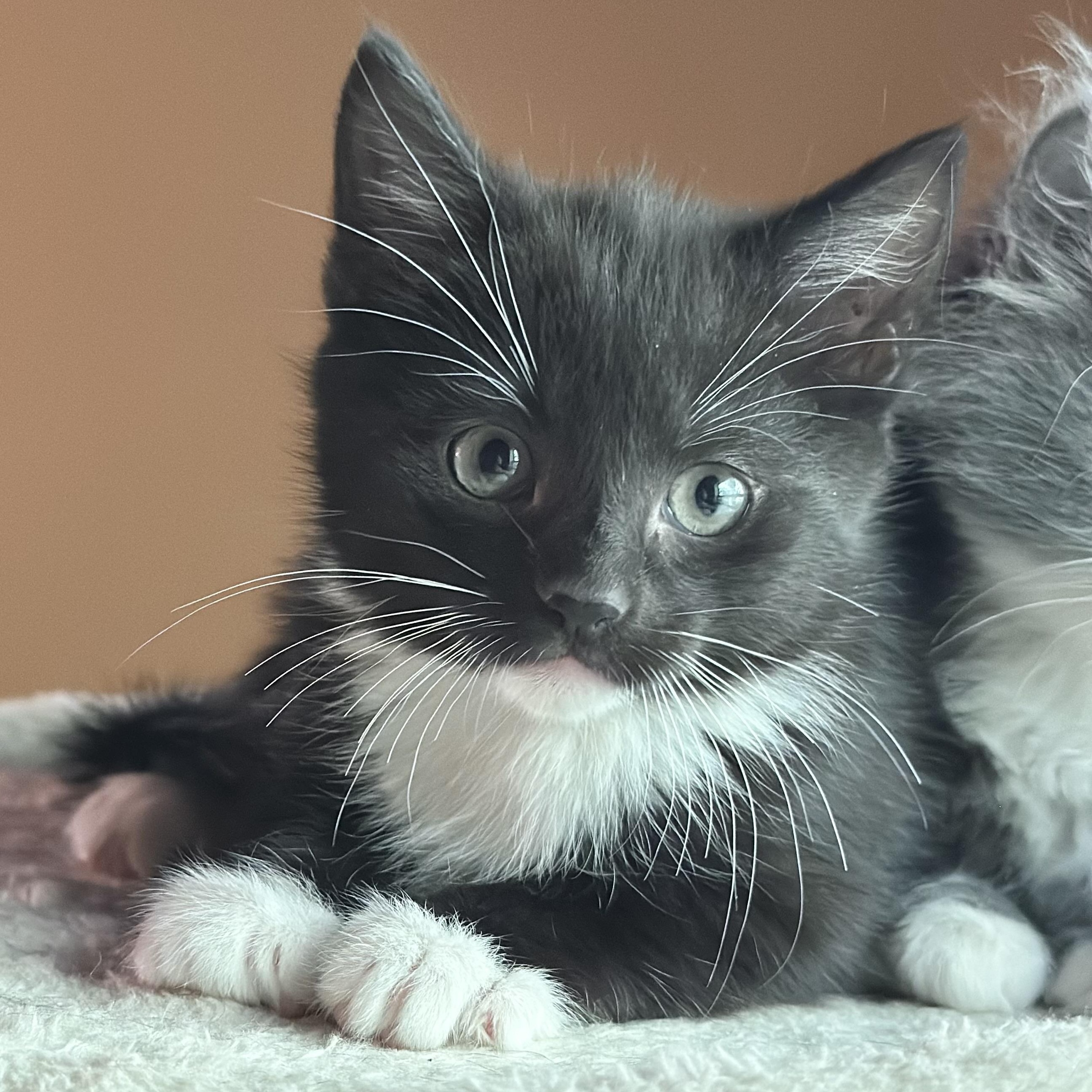 Thunder, adoptable, Kitten Female Domestic Short Hair.