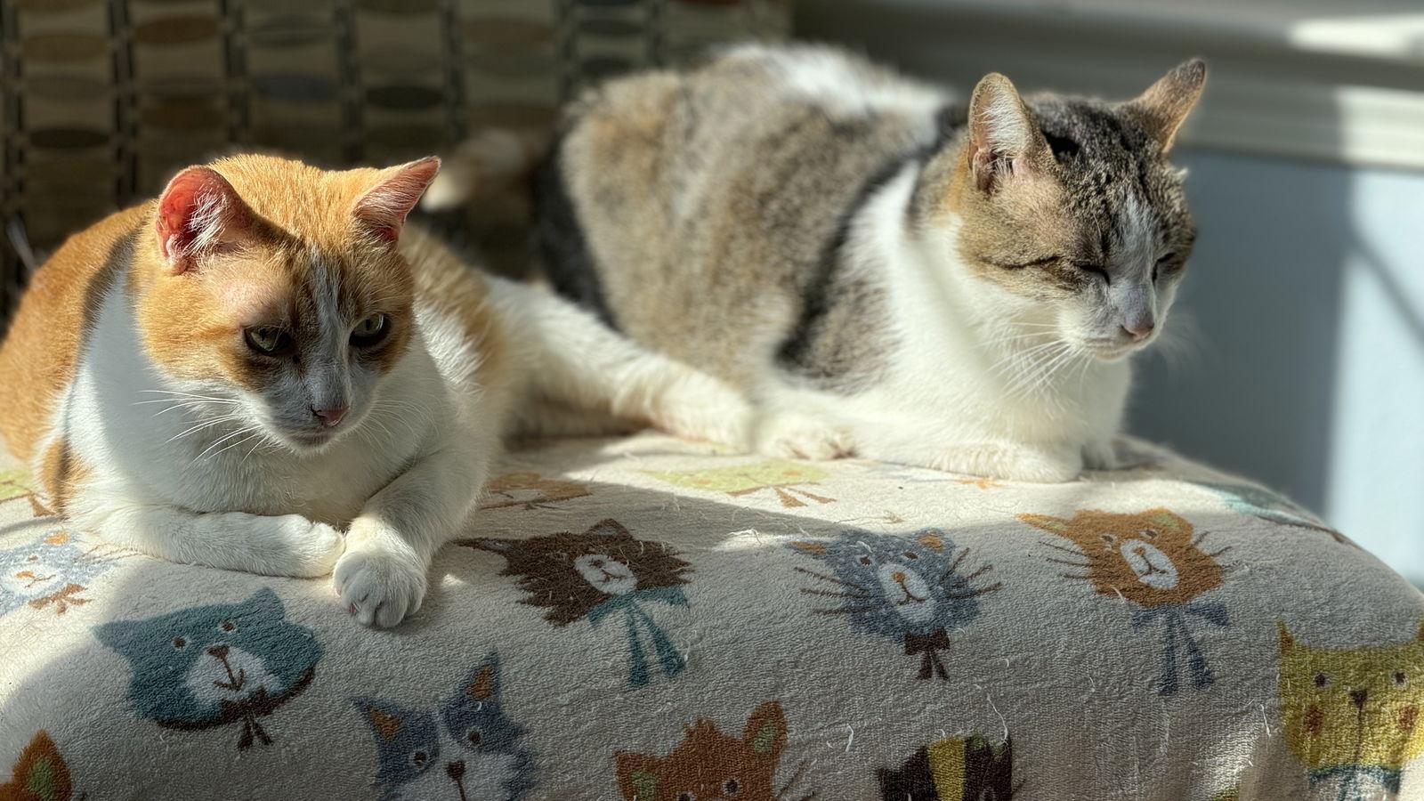 Leroy - A FIV Lovebug, Adoptable, Adult Male Tabby & Domestic Short Hair.