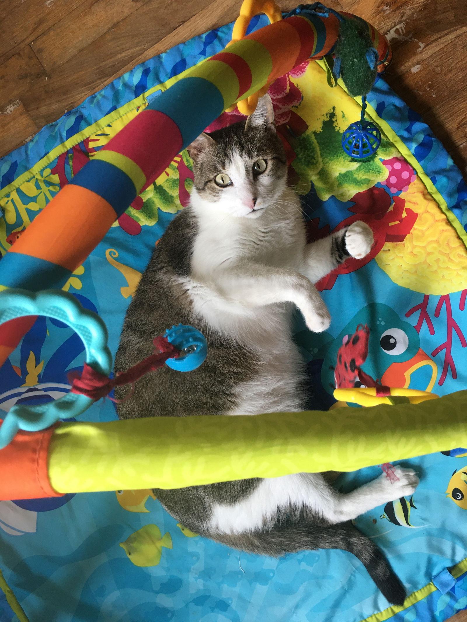 Leroy - A FIV Lovebug, a Adoptable mixed breed image 2/3