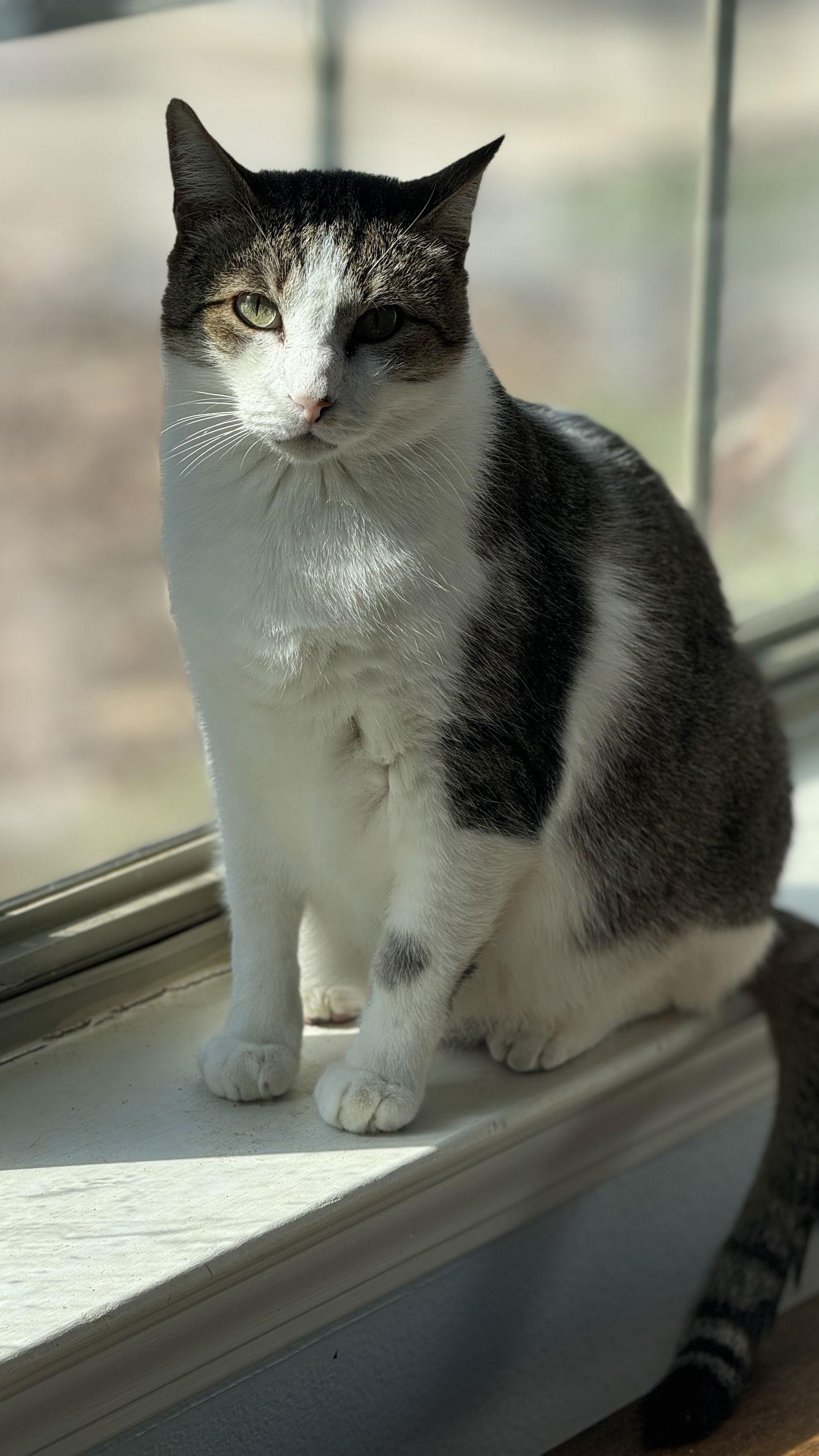 Leroy - A FIV Lovebug, a Adoptable mixed breed image 3/3