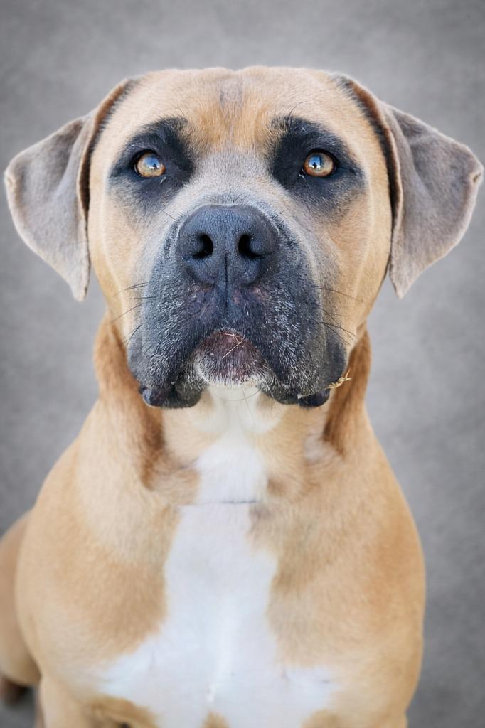 Rayo, Adoptable, Adult Male Cane Corso.