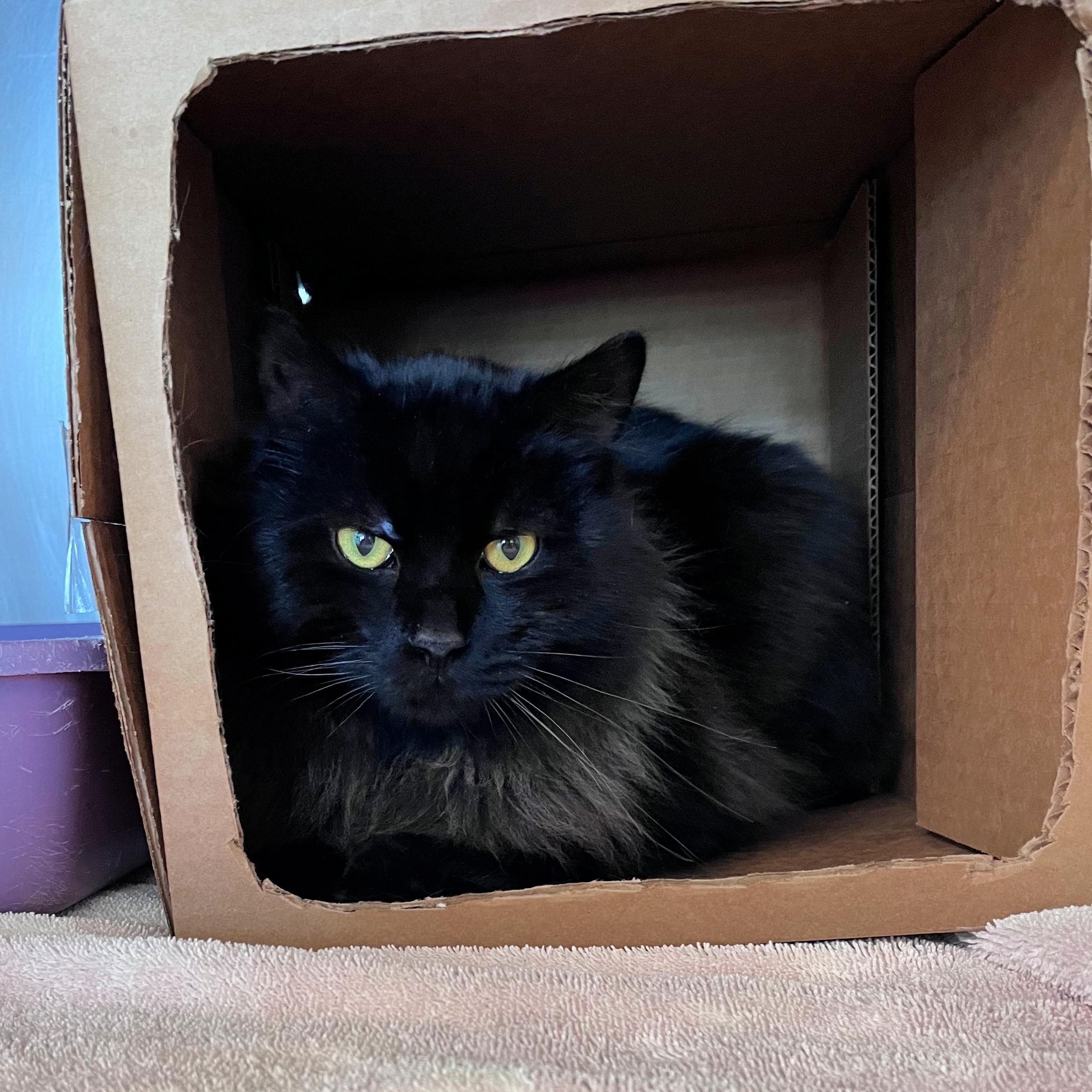 Merlin, adopted, Adult Male Domestic Long Hair.