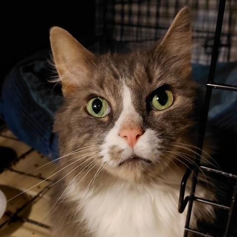 Enlarge Linus, a Adoptable Domestic Long Hair in west Warwick, RI image 1/1