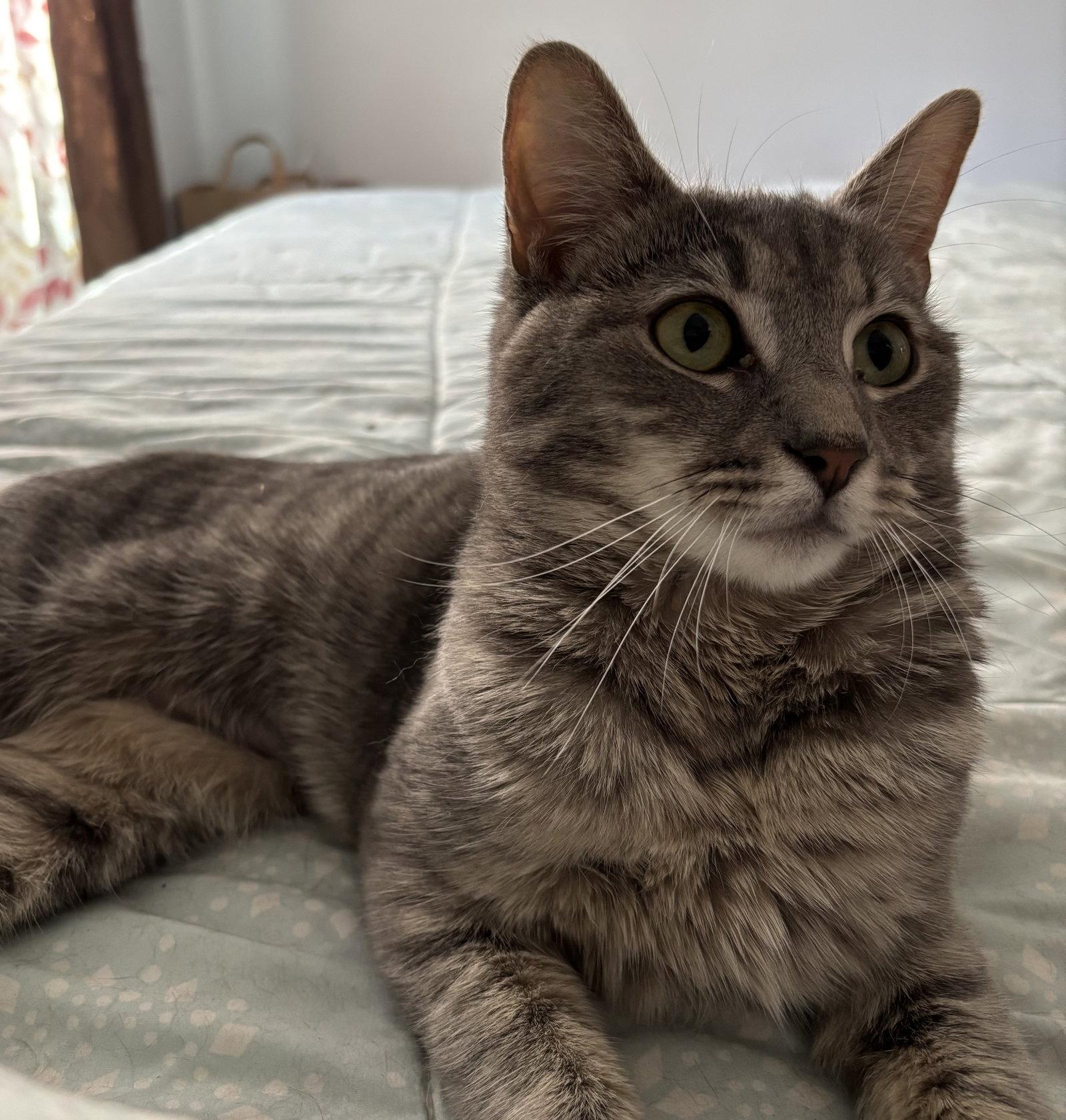 Zara, a Adoptable Domestic Short Hair in Naugatuck, CT image 1/3