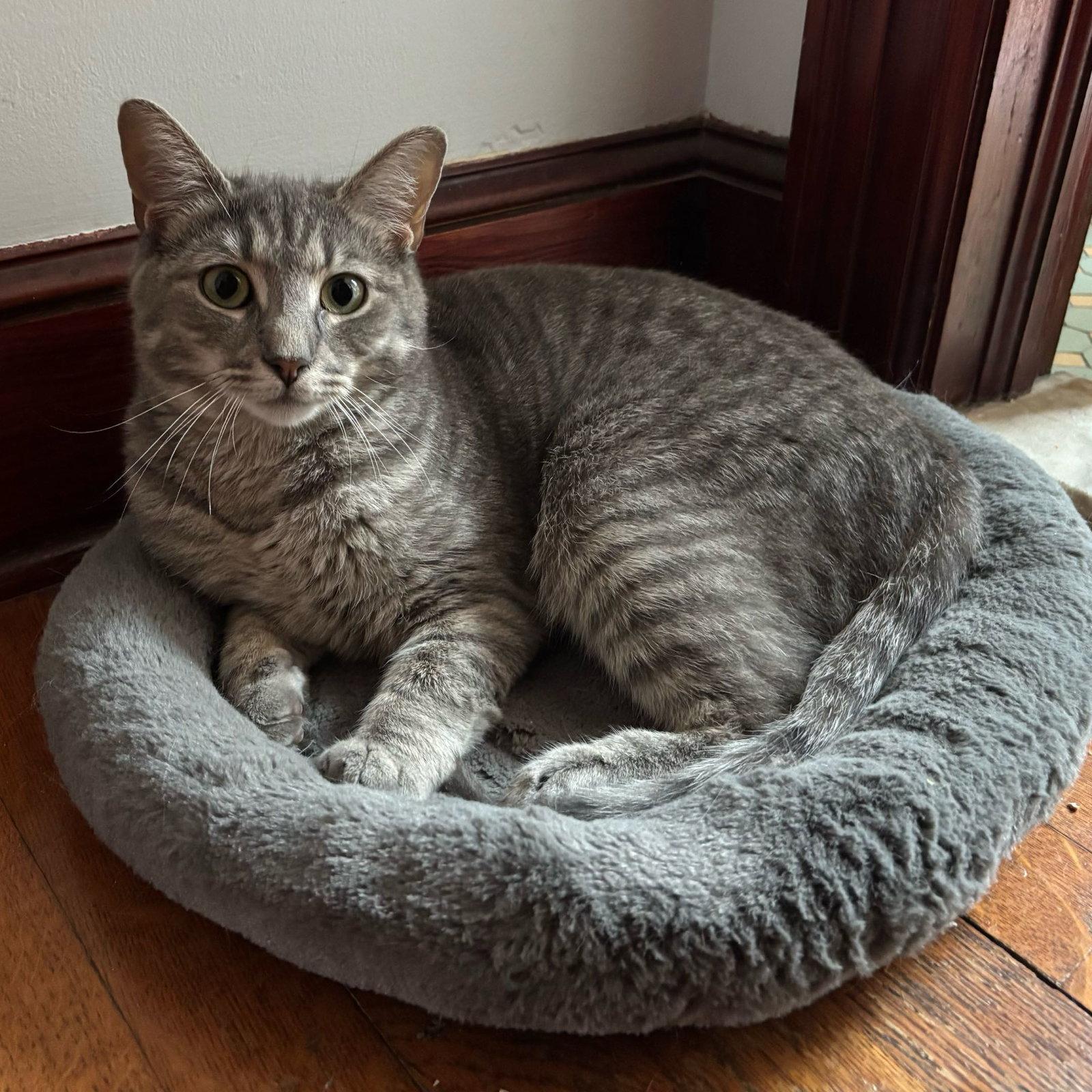 Zara, a Adoptable Domestic Short Hair in Naugatuck, CT image 2/3