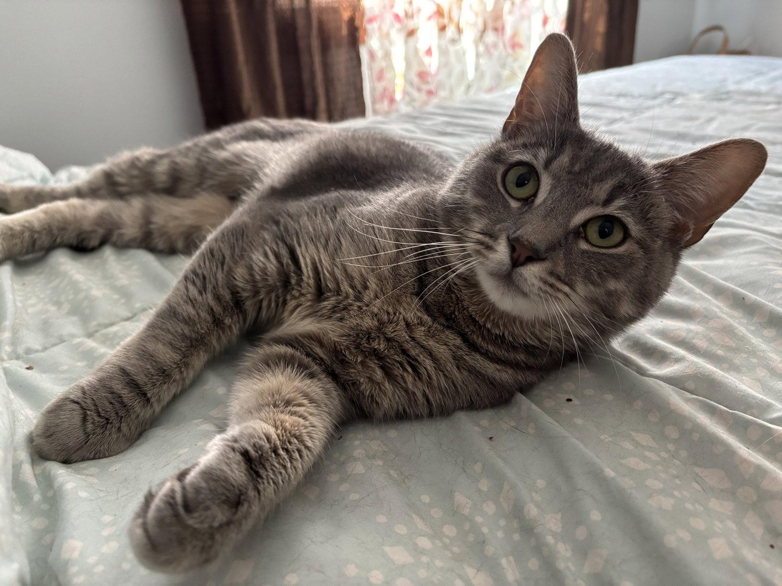 Zara, a Adoptable Domestic Short Hair in Naugatuck, CT image 3/3