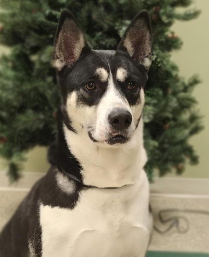 Enlarge Hattie, a Adoptable mixed breed in Hastings, NE image 1/11