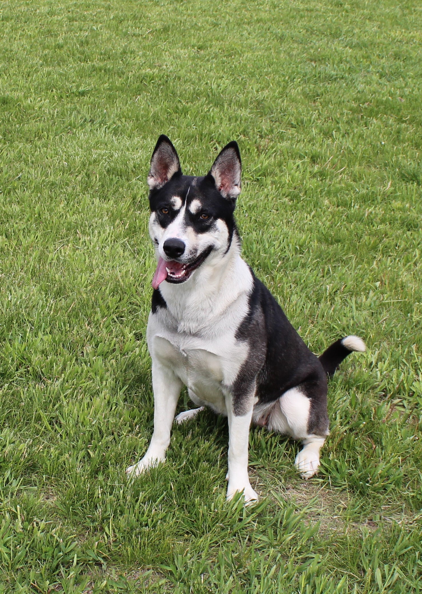 Enlarge Hattie, a Adoptable mixed breed in Hastings, NE image 2/11