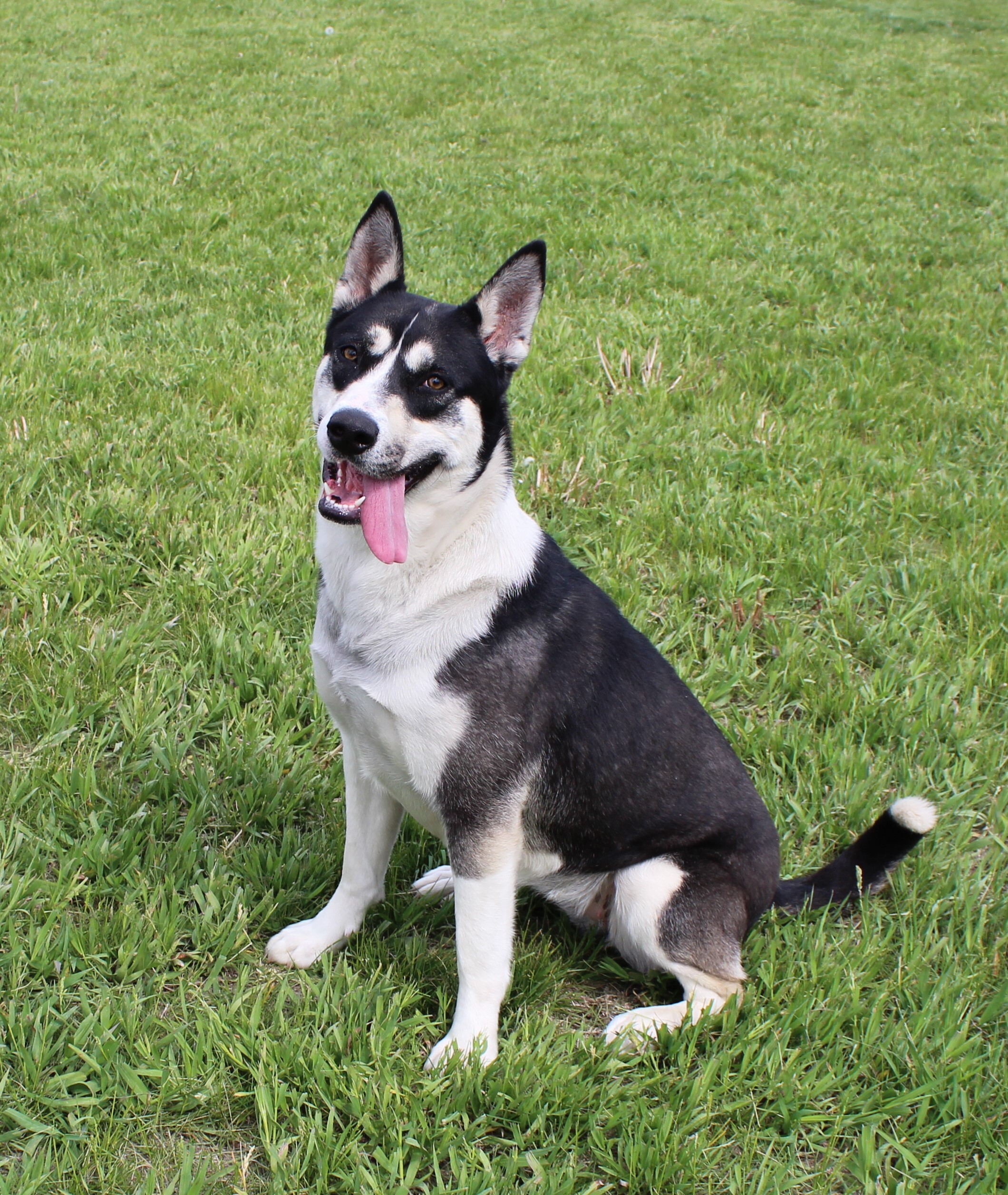 Enlarge Hattie, a Adoptable mixed breed in Hastings, NE image 3/11