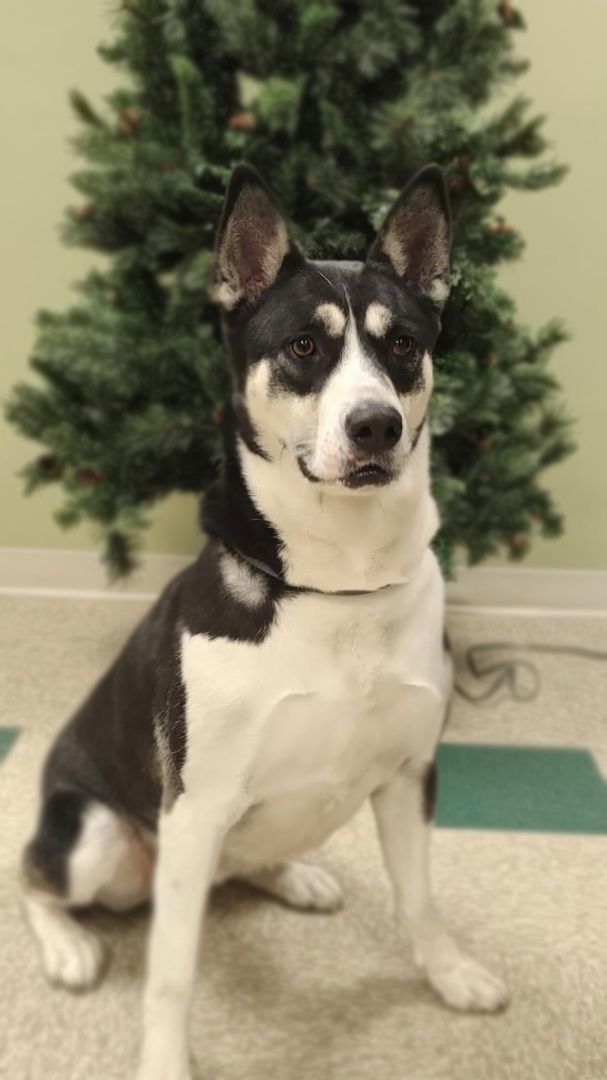 Enlarge Hattie, a Adoptable mixed breed in Hastings, NE image 4/11