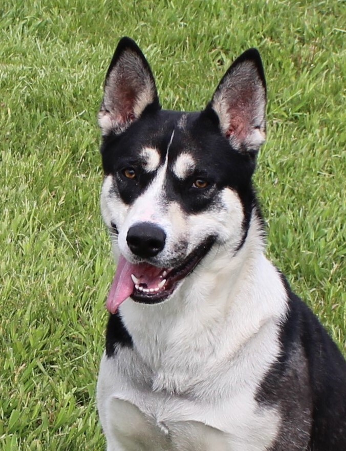 Enlarge Hattie, a Adoptable mixed breed in Hastings, NE image 5/11