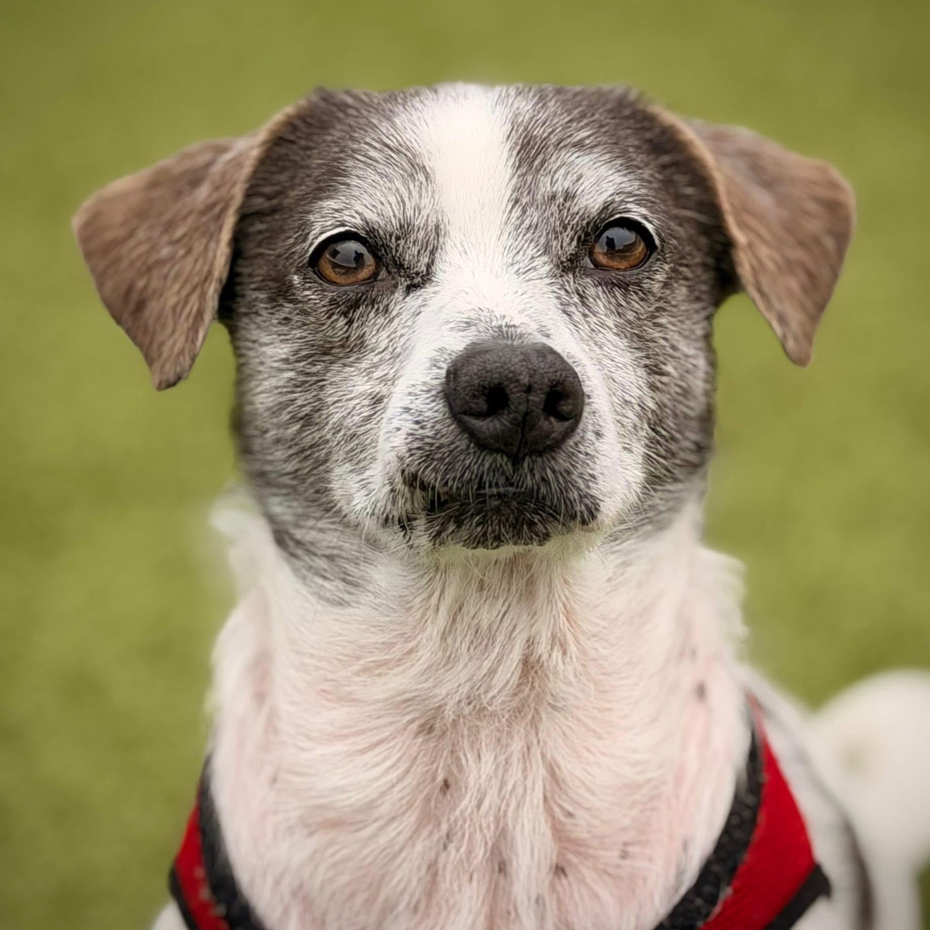 Enlarge Dr. Dog, a Adopted mixed breed in Mount Juliet, TN image 2/3