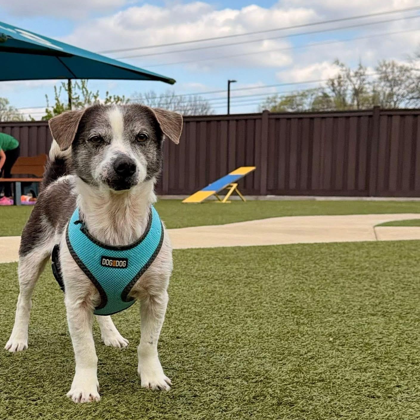 Dr. Dog, Adopted, Senior Male Beagle.