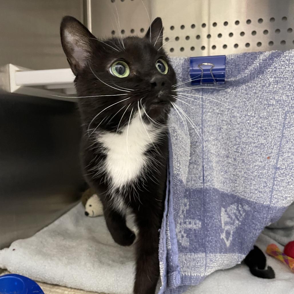 Spike, Adoptable, Senior Female Domestic Medium Hair.