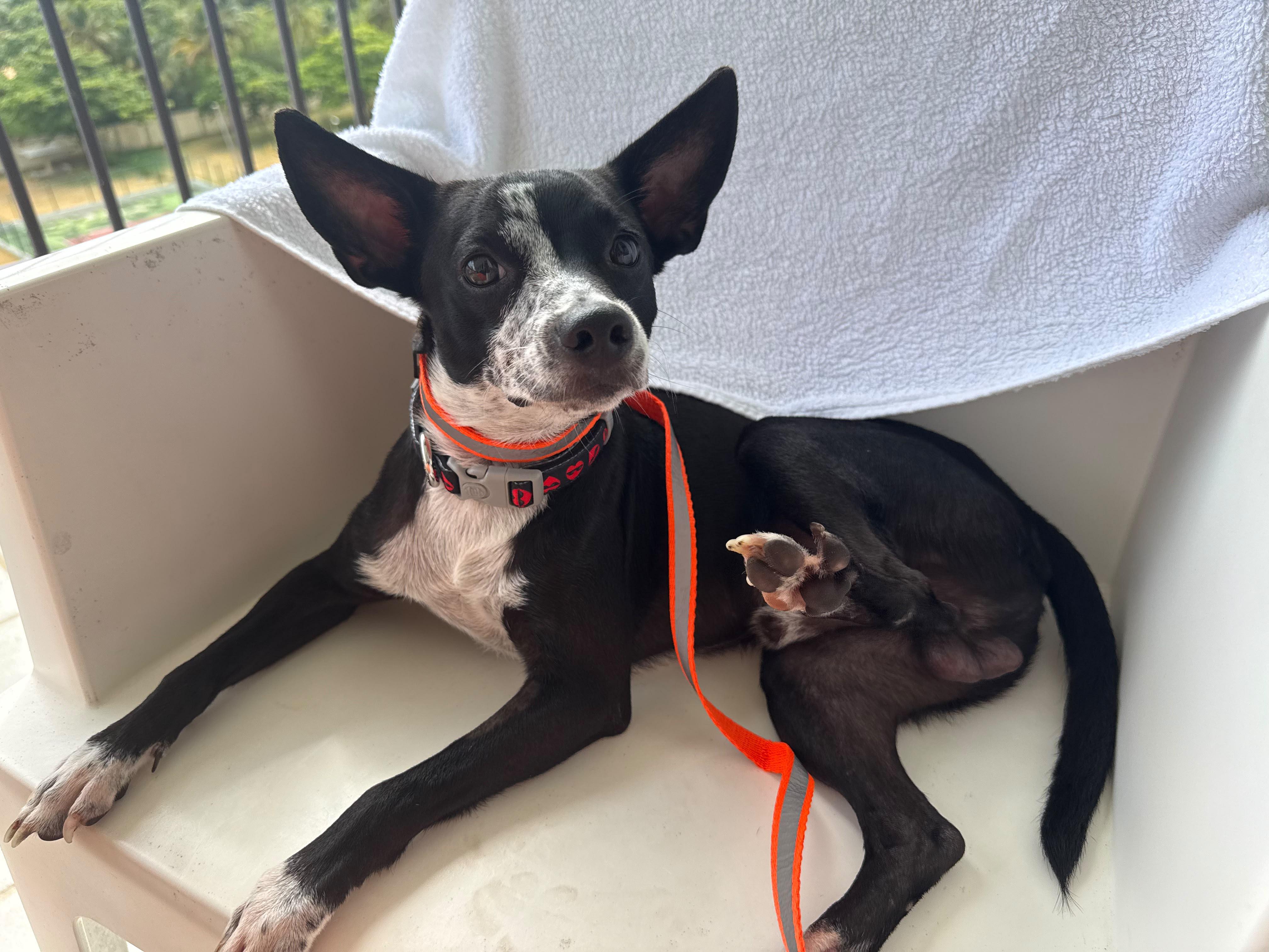 Walter, an adopted mixed breed in Pleasant Valley, NY image 5/5