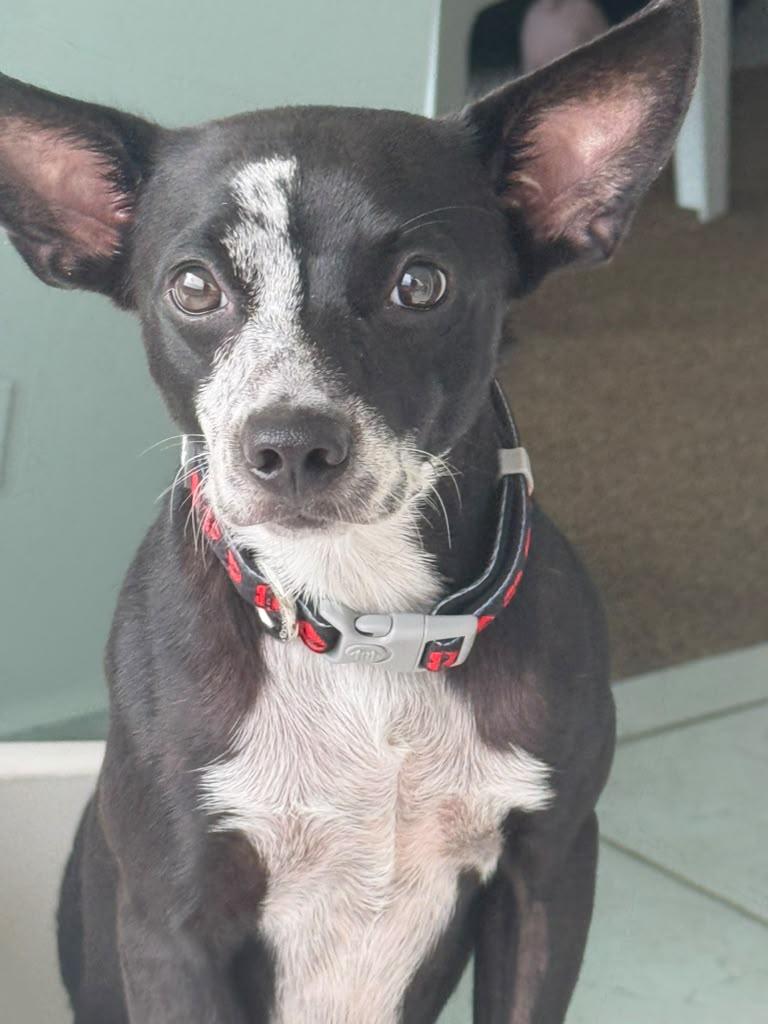 Walter, an adopted mixed breed in Pleasant Valley, NY image 3/5
