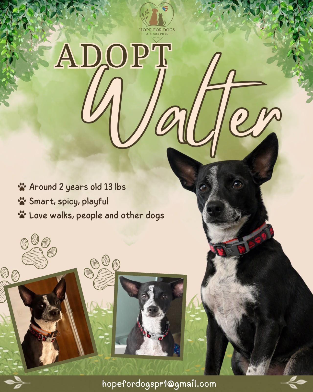 Walter, adopted, Adult Male Terrier.