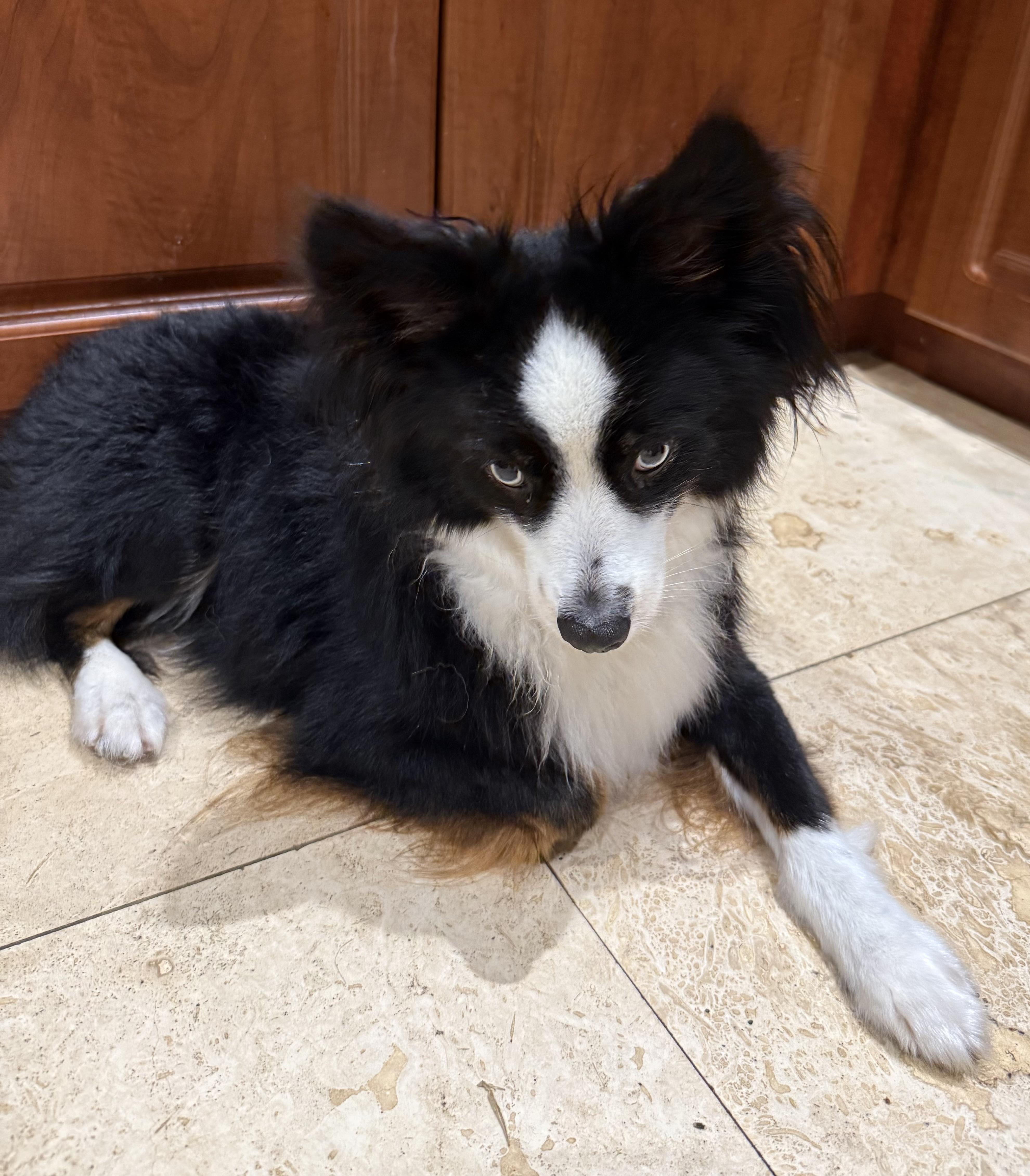 Enlarge Randy Mini Aussie Sky Blue Eyes, an adopted Australian Shepherd in Boca Raton, FL image 5/6
