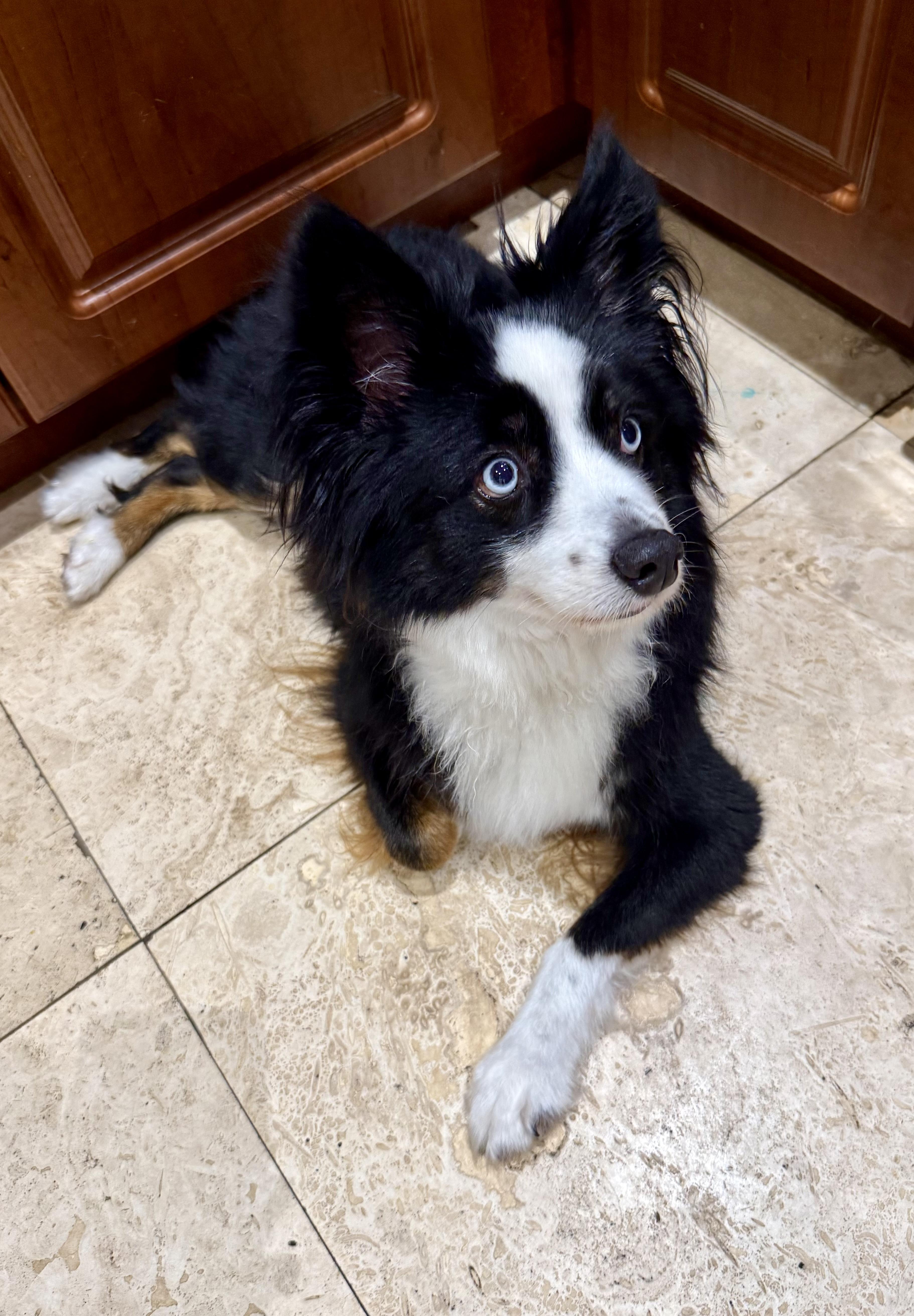 Enlarge Randy Mini Aussie Sky Blue Eyes, an adopted Australian Shepherd in Boca Raton, FL image 2/6
