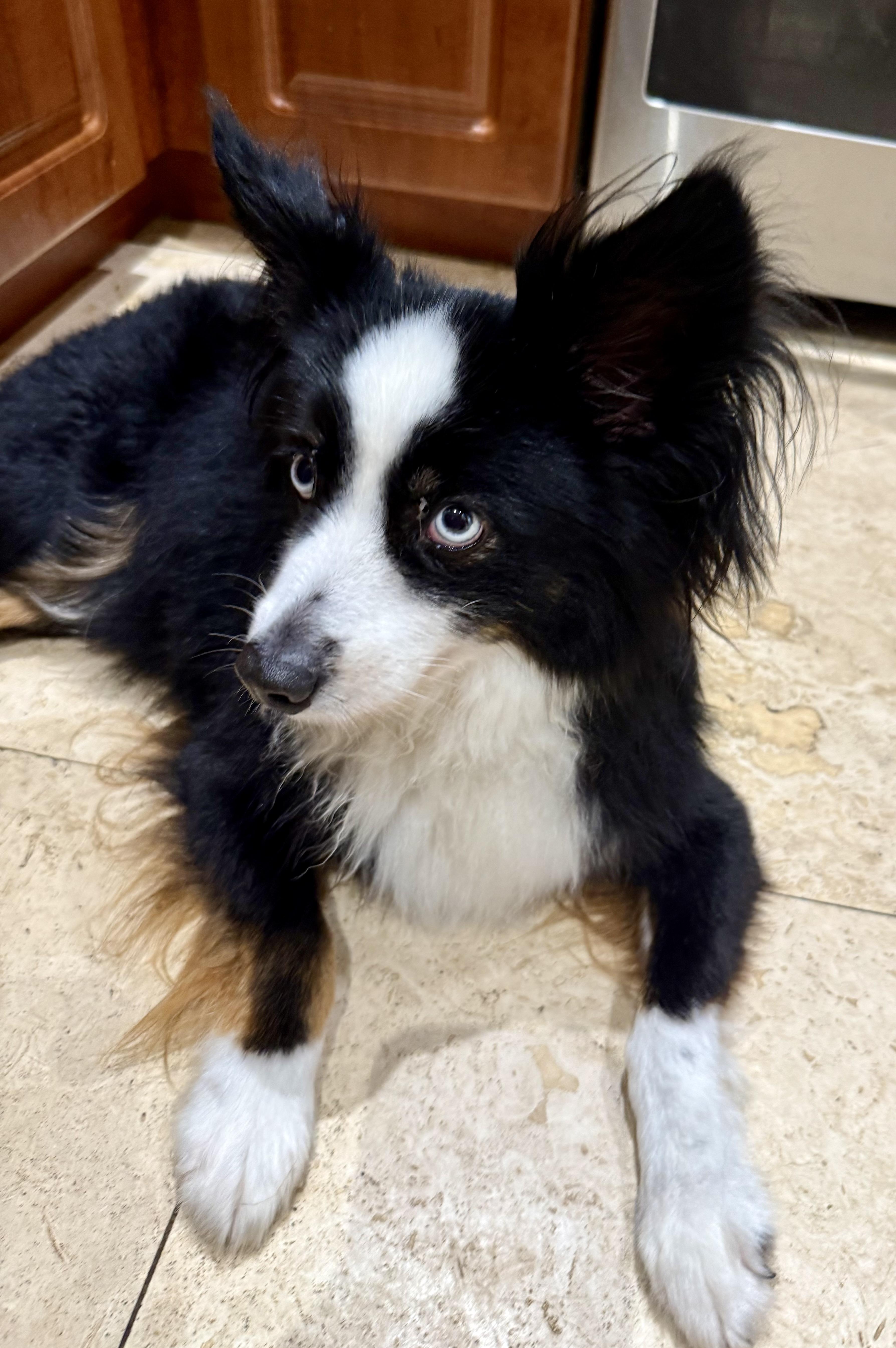 Enlarge Randy Mini Aussie Sky Blue Eyes, an adopted Australian Shepherd in Boca Raton, FL image 4/6