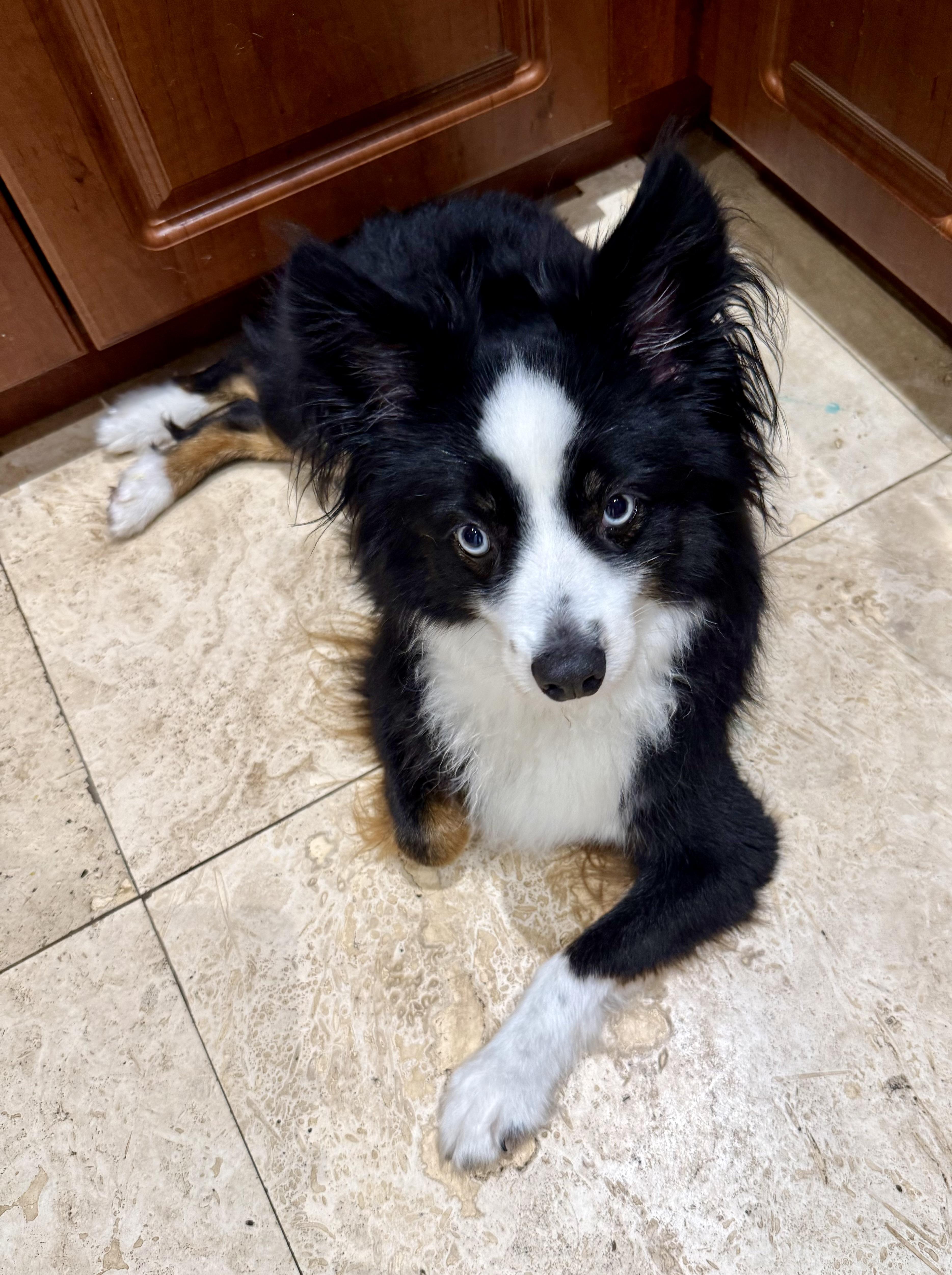 Randy Mini Aussie Sky Blue Eyes, adopted, Young Male Australian Shepherd.
