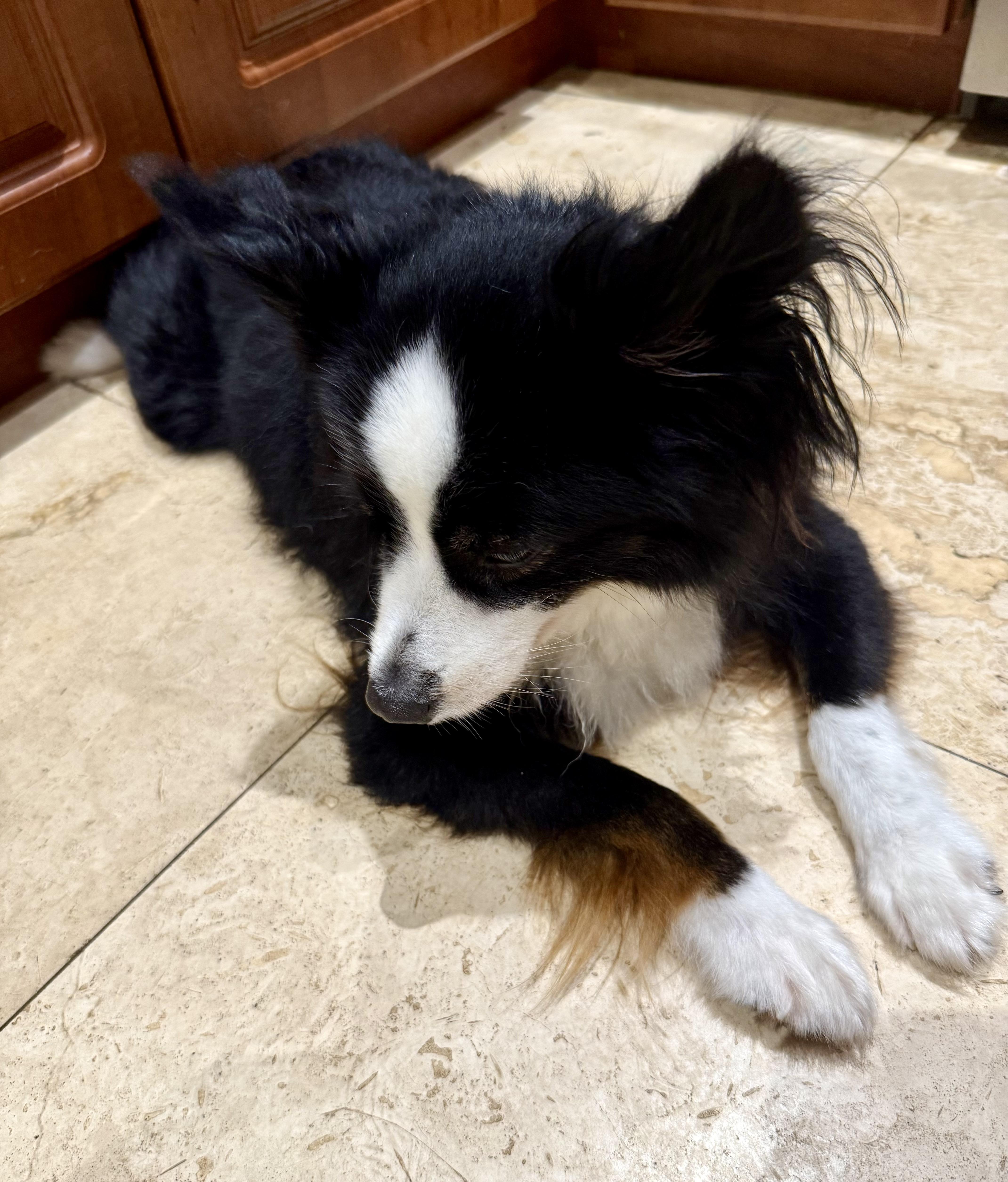 Enlarge Randy Mini Aussie Sky Blue Eyes, an adopted Australian Shepherd in Boca Raton, FL image 3/6