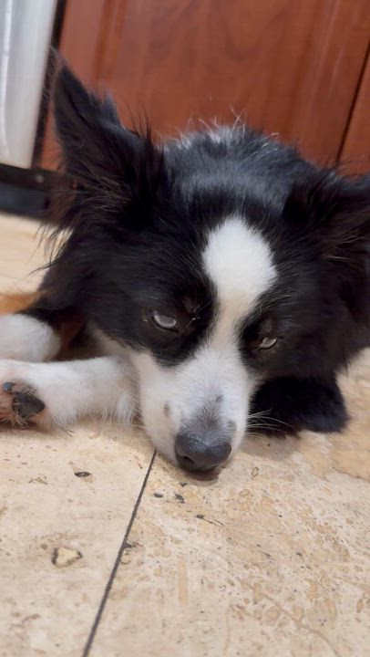 Enlarge Randy Mini Aussie Sky Blue Eyes, an adopted Australian Shepherd in Boca Raton, FL video 6/6