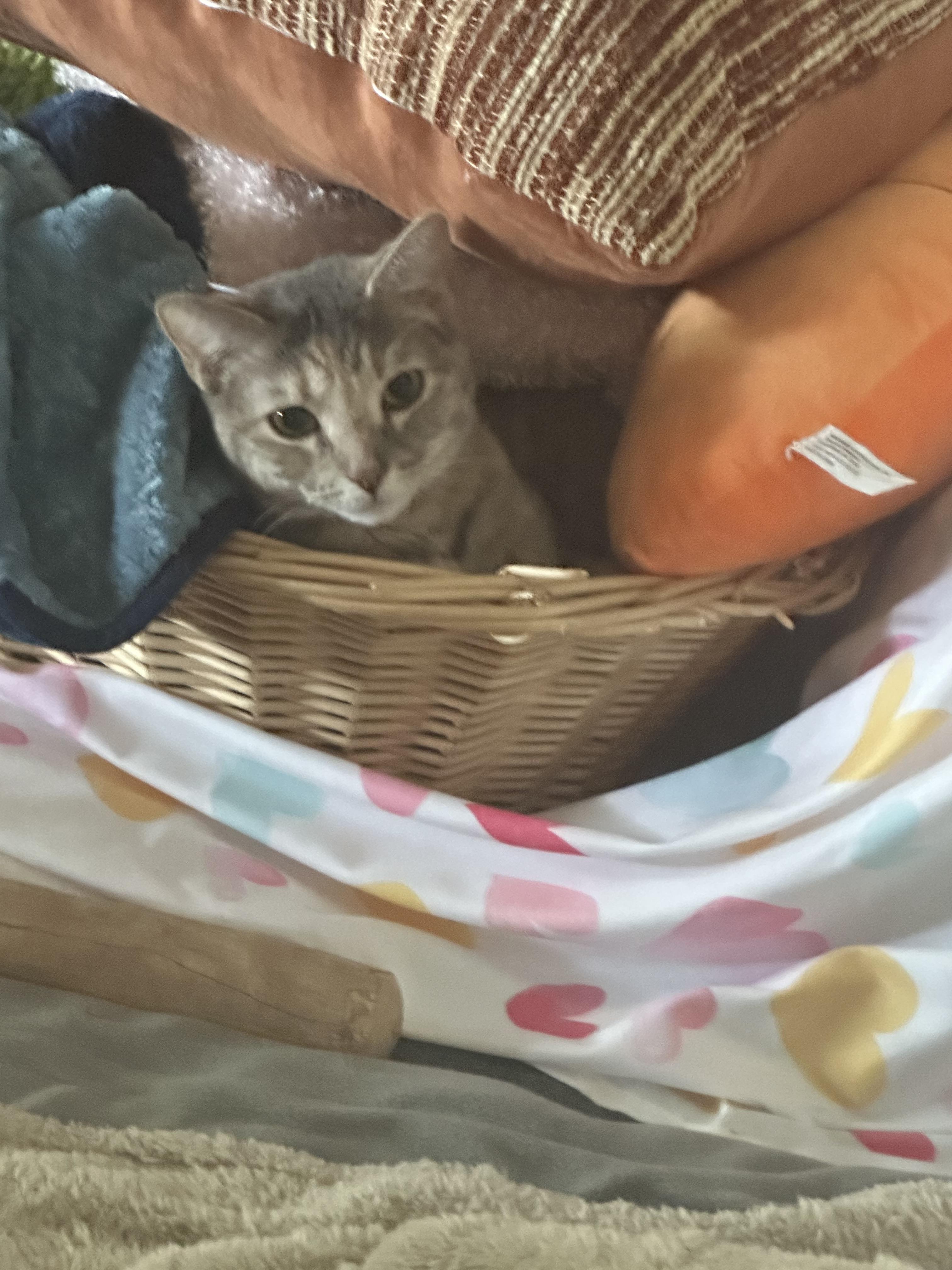 Coral, a Adoptable Domestic Short Hair in Oklahoma City, OK image 2/2