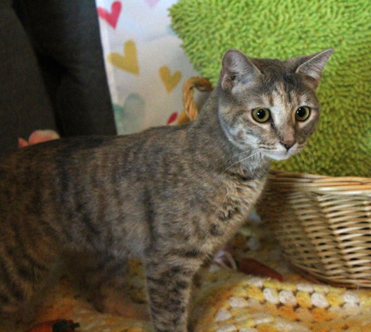 Coral, Adoptable, Young Female Domestic Short Hair.