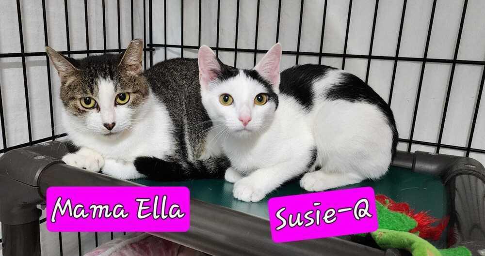 Enlarge Susie-Q, a Adoptable mixed breed in Jessup, MD image 1/1