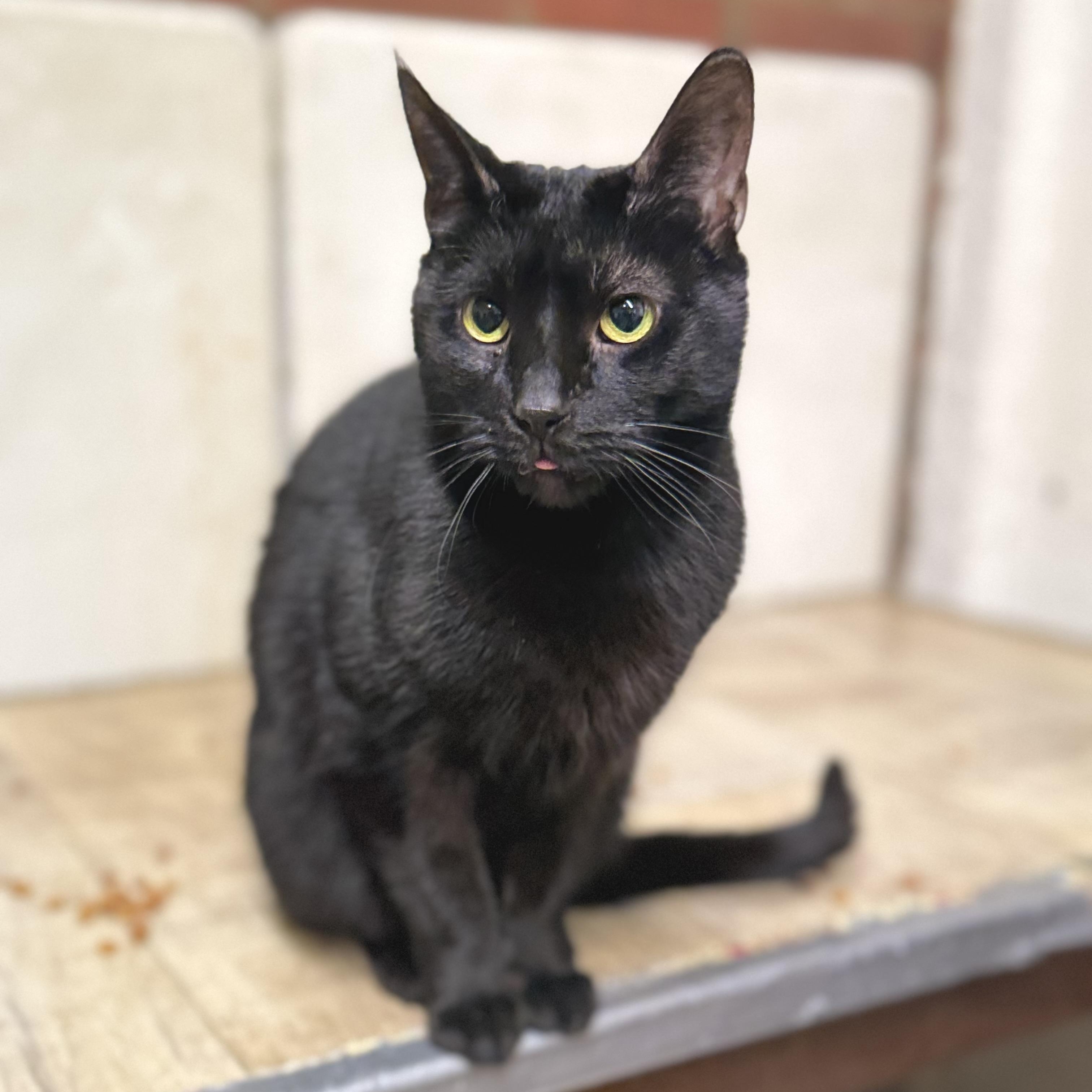 Liam, a Adoptable Domestic Short Hair in North Tonawanda, NY image 3/3