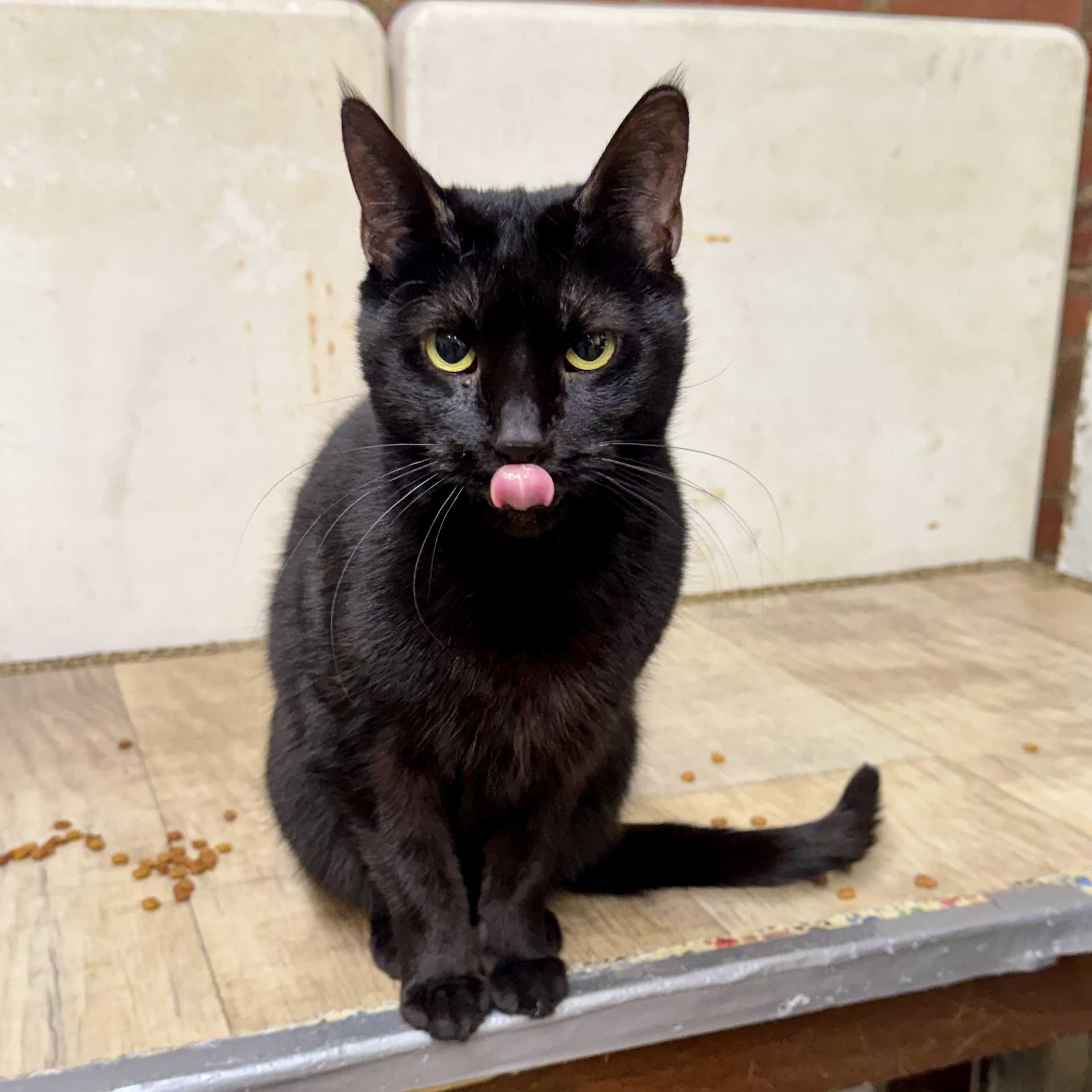 Liam, a Adoptable Domestic Short Hair in North Tonawanda, NY image 1/3