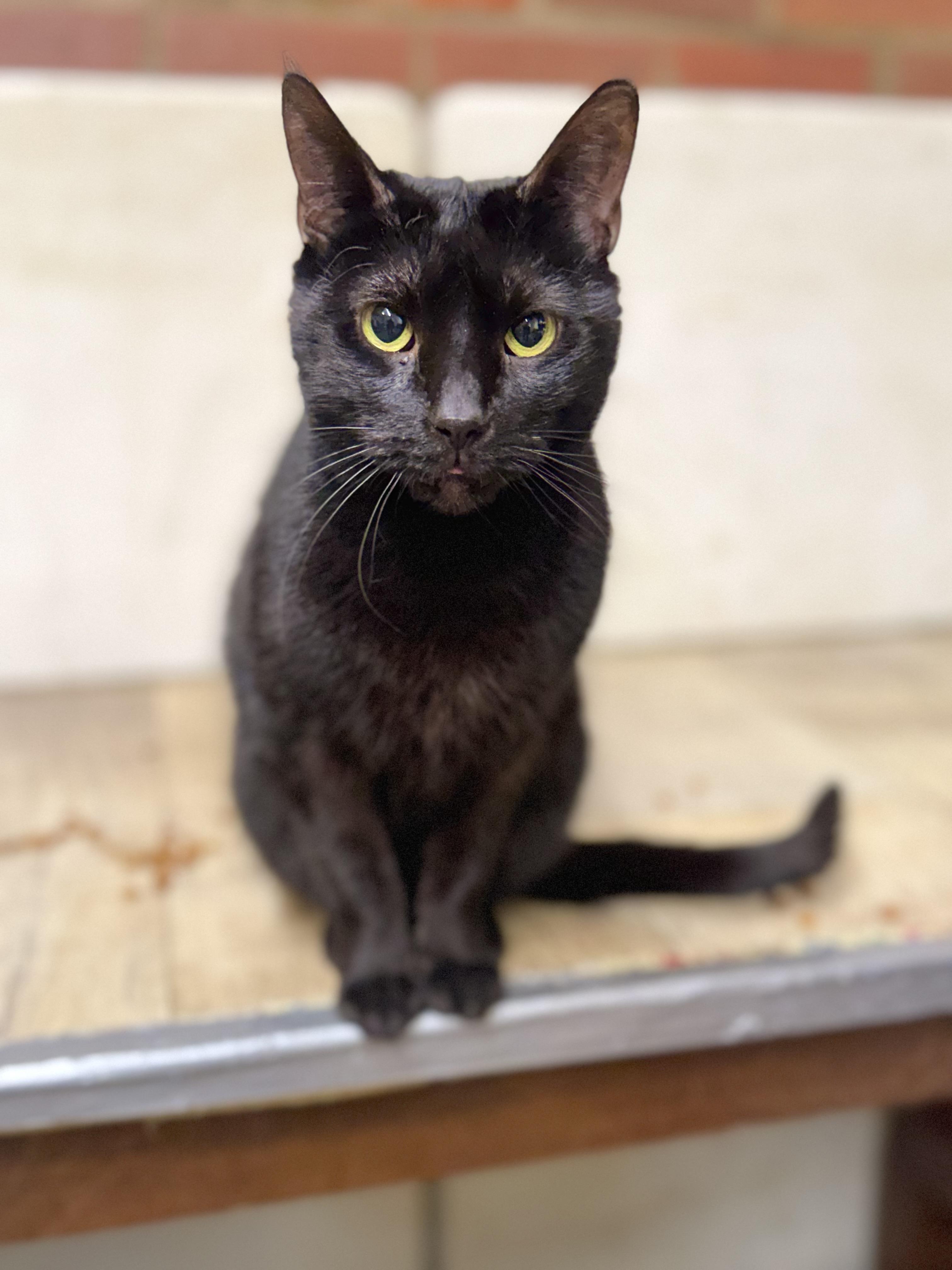 Liam, a Adoptable Domestic Short Hair in North Tonawanda, NY image 2/3