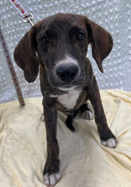 Matthew, Adoptable, Puppy Male Black Labrador Retriever.