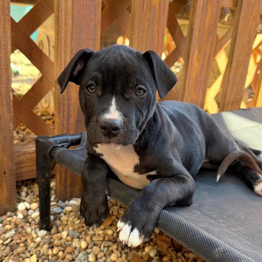 Enlarge Tinder, a ADOPTABLE mixed breed in Phenix City, AL image 3/5