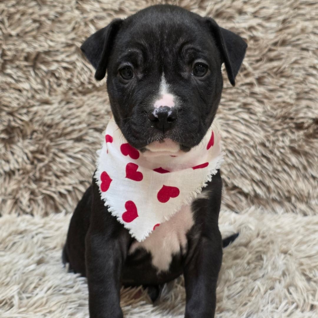 Tinder, ADOPTABLE, Puppy Female Pit Bull Terrier.