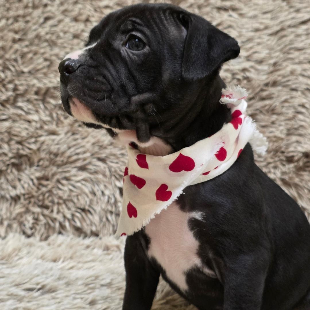 Enlarge Tinder, a ADOPTABLE mixed breed in Phenix City, AL image 3/5