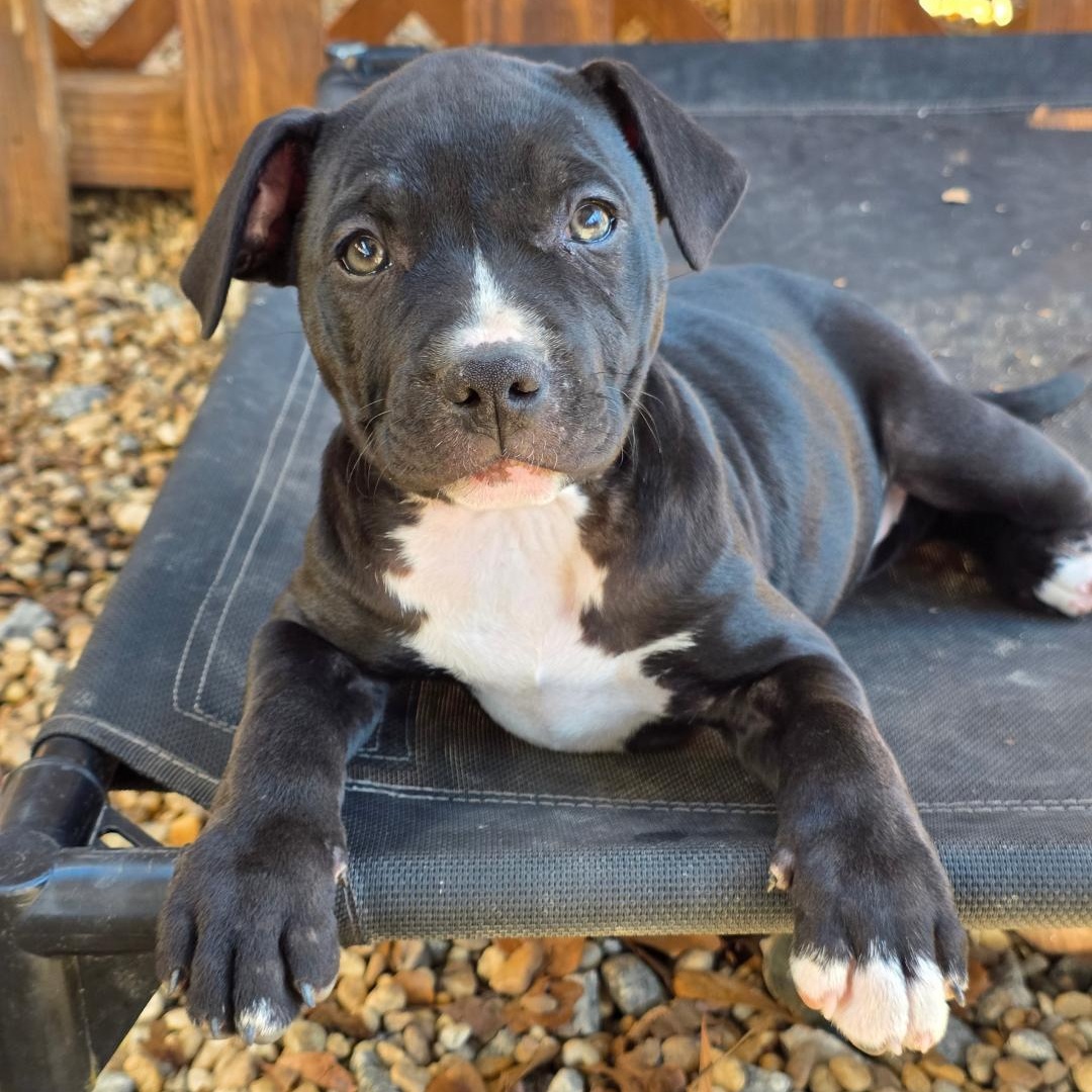 Enlarge Tinder, a ADOPTABLE mixed breed in Phenix City, AL image 2/5