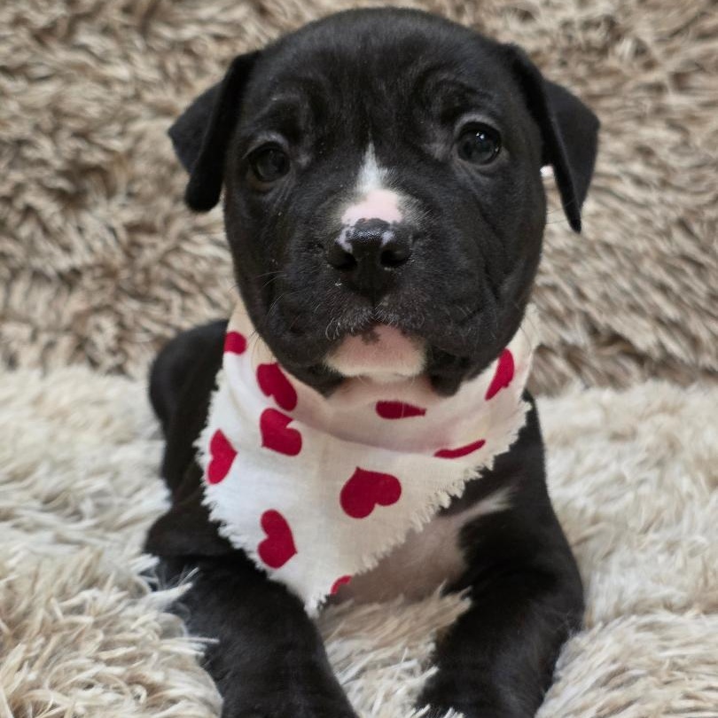 Enlarge Tinder, a ADOPTABLE mixed breed in Phenix City, AL image 4/5