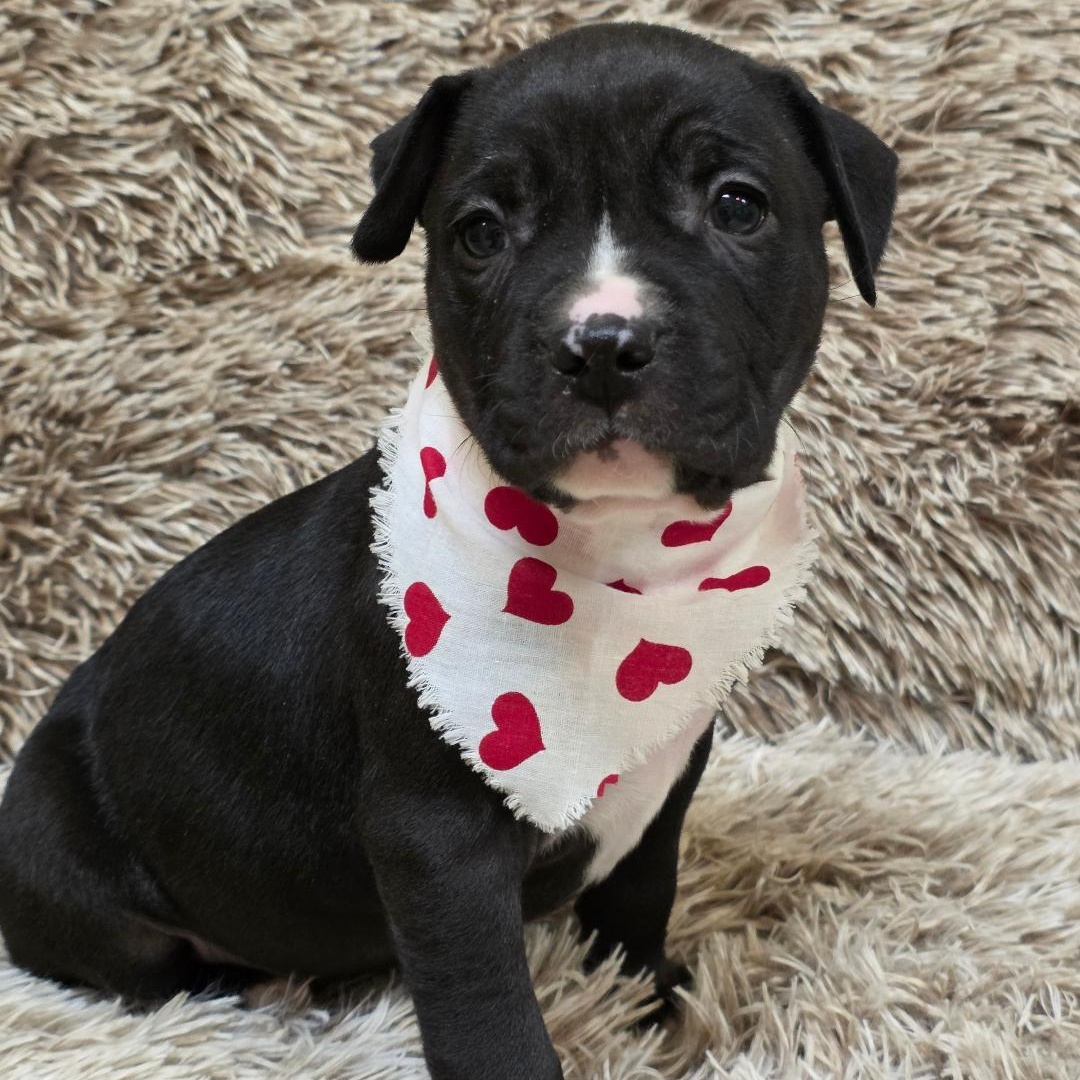 Enlarge Tinder, a ADOPTABLE mixed breed in Phenix City, AL image 5/5